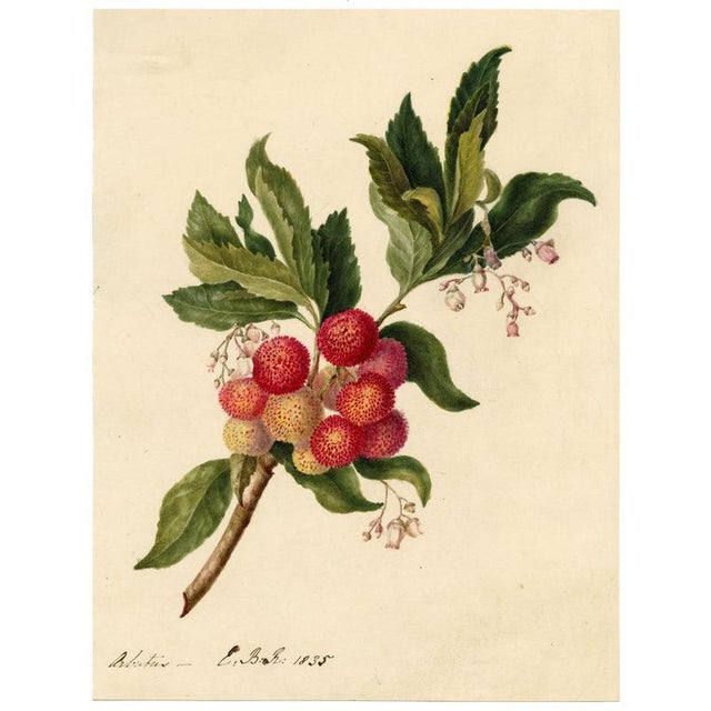 E.B.R. Strawberry Tree (Arbutus unedo) Branch with Fruit For Sale - Image 4 of 7