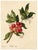 E.B.R. Strawberry Tree (Arbutus unedo) Branch with Fruit For Sale - Image 4 of 7