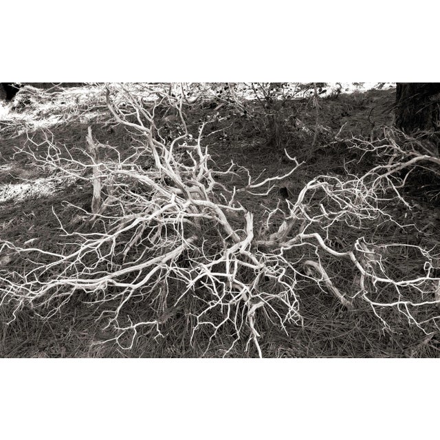 This digital archival print size is 18" x 12" printed on 19" x 13" Vibrance Matte Paper from Breathing Color in Austin,...