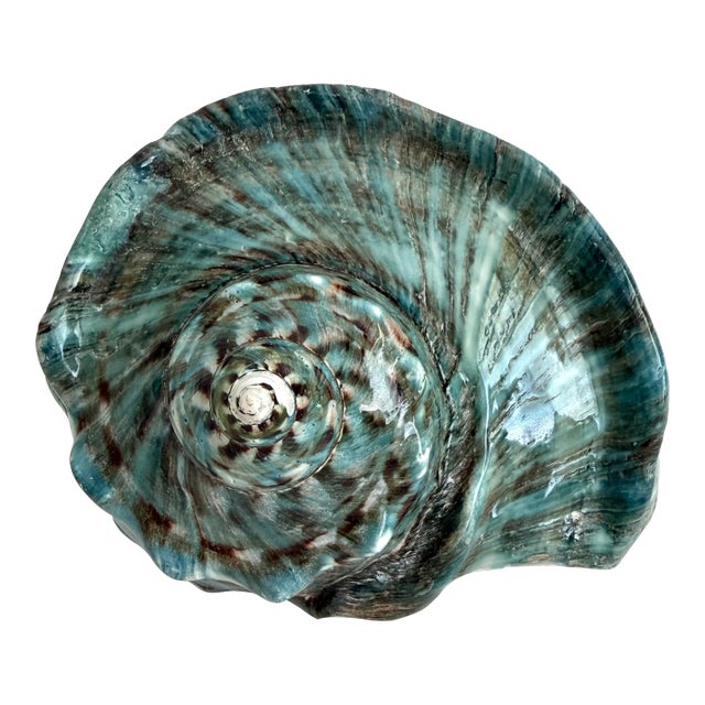 Giant Green Turbo Marmoratus Shell For Sale