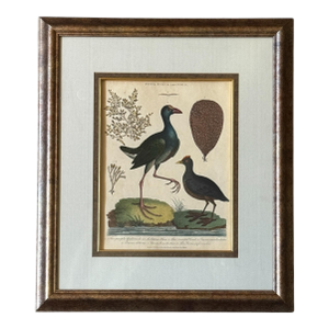 John Pass After J Wilkes Birds Engraving, c.1806