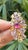 Set in 18k Rose Gold, Pink Sapphires, Tourmaline & Diamond Cluster Cocktail Ring, Size 6 For Sale - Image 10 of 11