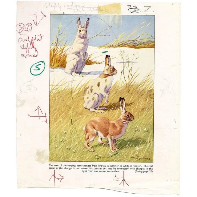 William Neave Parker, Snowshoe Hare Illustration, Mid-20th Century, Gouache For Sale - Image 5 of 6