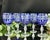 Mid 20th Century Blue Bohemian Pasabahce Kristal Turkey Wine Glasses - Set of 5 For Sale - Image 4 of 10
