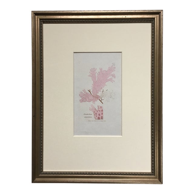 C-1833 History of British Seaweeds - Pink Weed Lithograph by English Botanist William Harvey For Sale