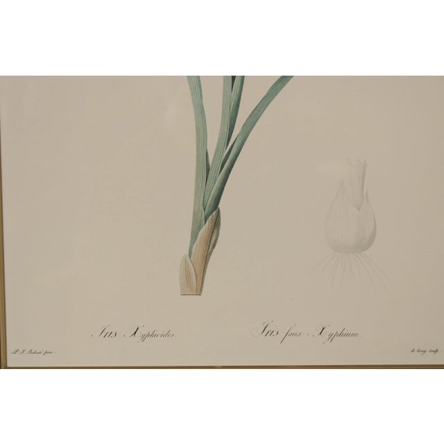 Vintage Iris Botanical Prints After Pierre-Joseph RedoutT - A Pair For Sale - Image 11 of 13