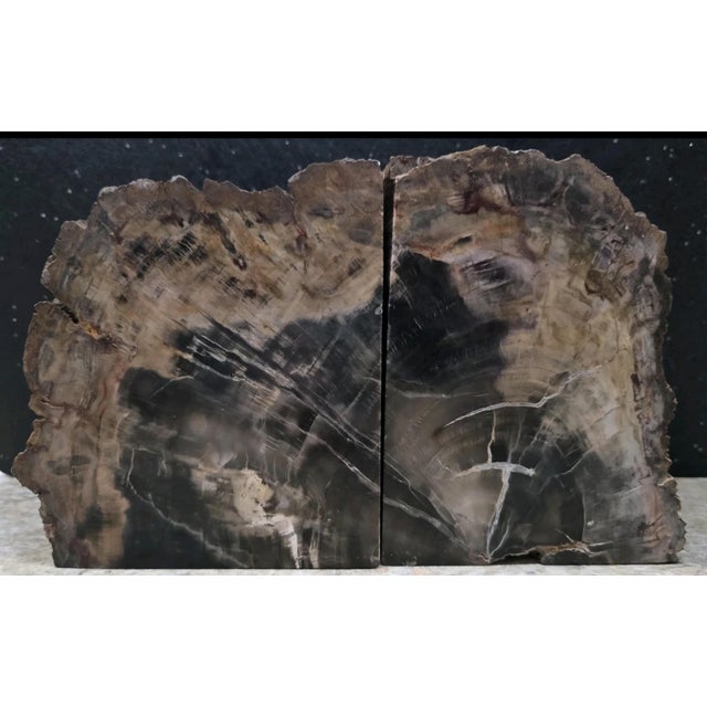 XL Petrified Wood Bookends 6.5”h 5”w 4"d Natural Top Fossil Art Decor 19+ Lbs! For Sale In Jacksonville, FL - Image 6 of 11