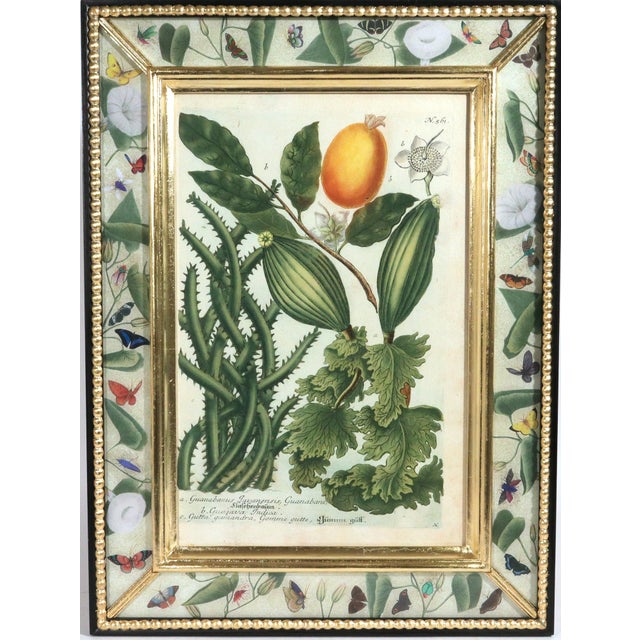 Green Set of Twelve Botanical Engravings by Johann Weinmann, Circa 1737–1745 For Sale - Image 8 of 16