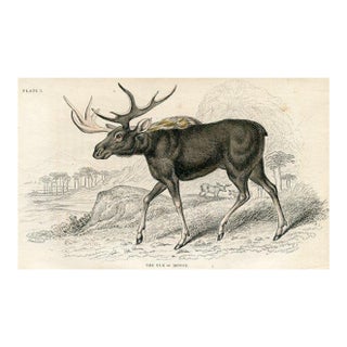 1840s, Elk Print, Original Antique Mammal Engraving, Hand Colored, England For Sale