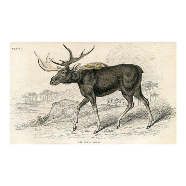 1840s, Elk Print, Original Antique Mammal Engraving, Hand Colored, England For Sale