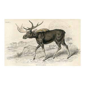 1840s, Elk Print, Original Antique Mammal Engraving, Hand Colored, England