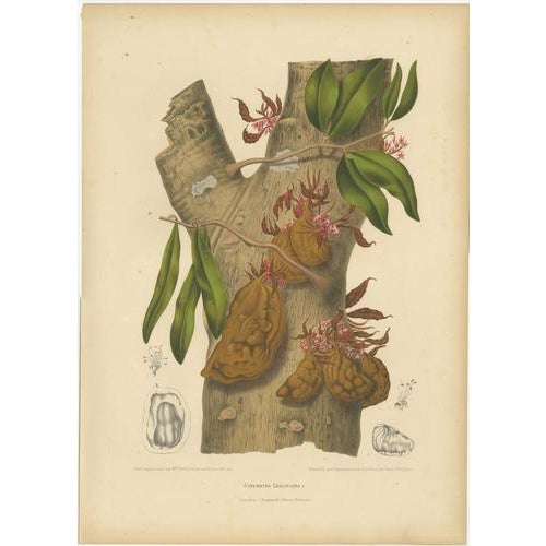 Berthe Hoola van Nooten, Namnam Tree, 1880, Chromolithograph For Sale - Image 6 of 7