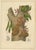 Berthe Hoola van Nooten, Namnam Tree, 1880, Chromolithograph For Sale - Image 6 of 7