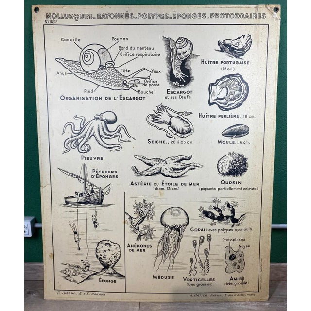 Paper French Double-Sided Poster of Mollusks and Crustaceans For Sale - Image 7 of 18