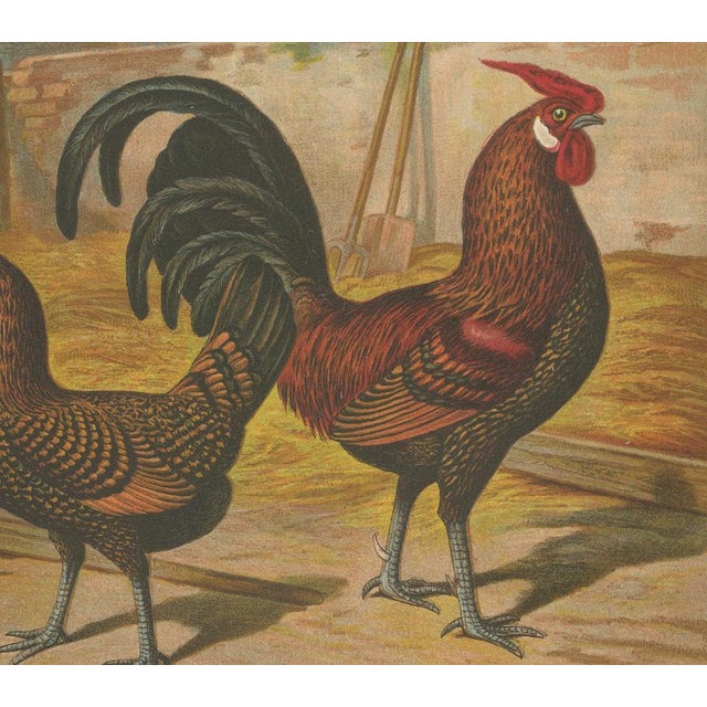 Foerster, The Golden Spangled Hamburg Chicken, Lithograph, 1888 For Sale - Image 4 of 10