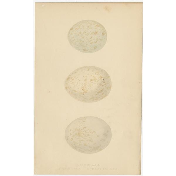 Eagles and Their Eggs, Paper, Set of 4 For Sale - Image 6 of 9