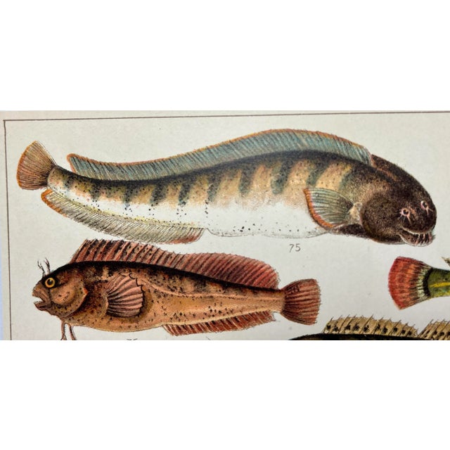 Antique Fish Print From England Featuring Catfish, Tompot, Shanny and Varieties of Blenny & Atherine Fish - Circa 1902...