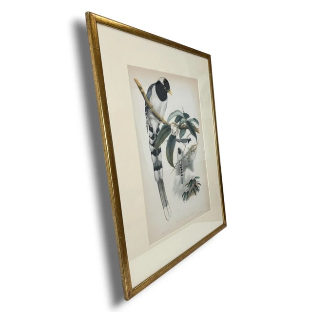 John Gould (1804-1881), Urocissa Cucullata, Hand Colored Lithograph, C. 1865 For Sale - Image 4 of 11