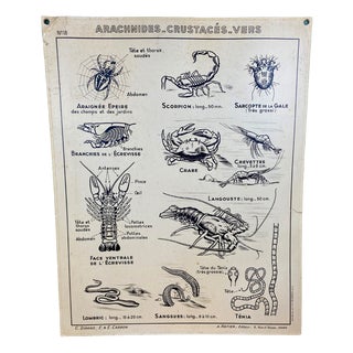 French Double-Sided Poster of Mollusks and Crustaceans For Sale