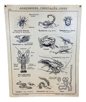 French Double-Sided Poster of Mollusks and Crustaceans
