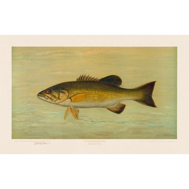 2020s American Fish 18 the Small-Mouthed Black Bass by Harris CFA Edition Giclee Print For Sale - Image 5 of 6