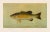 2020s American Fish 18 the Small-Mouthed Black Bass by Harris CFA Edition Giclee Print For Sale - Image 5 of 6