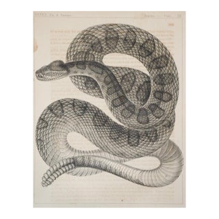 Mid 19th Century Us Pacifc Railroad Rattlesnake Lithograph Book Plate For Sale