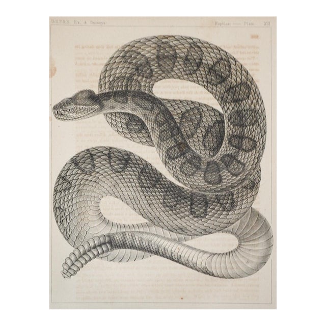 Mid 19th Century Us Pacifc Railroad Rattlesnake Lithograph Book Plate For Sale