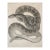 Mid 19th Century Us Pacifc Railroad Rattlesnake Lithograph Book Plate For Sale