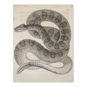 Mid 19th Century Us Pacifc Railroad Rattlesnake Lithograph Book Plate