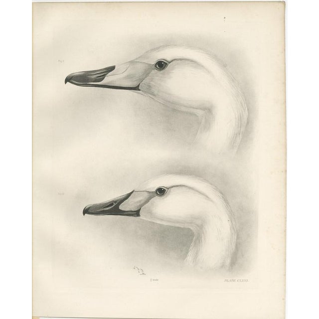 After Lilian Medland, Heads of the Wild Swans, 1909, Print For Sale - Image 3 of 9
