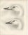After Lilian Medland, Heads of the Wild Swans, 1909, Print For Sale - Image 3 of 9