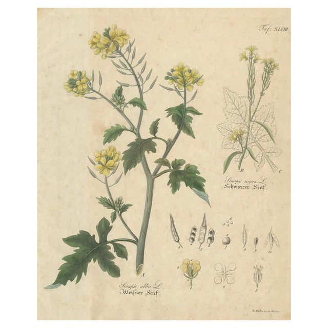 White & Black Mustard, 1831, Paper For Sale - Image 10 of 10