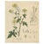 White & Black Mustard, 1831, Paper For Sale - Image 10 of 10