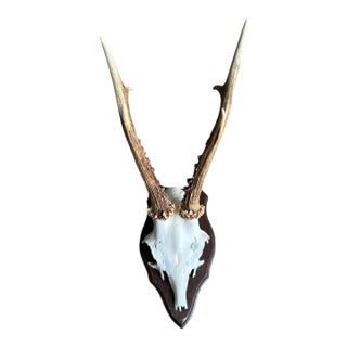 1980s Roe Deer Trophy 28 Black Forest Antlers Mount For Sale