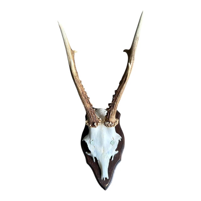 1980s Roe Deer Trophy 28 Black Forest Antlers Mount For Sale