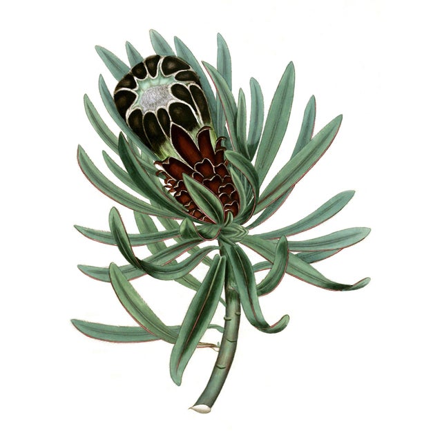 Reproduction Victorian Botanical Protea Flower Print #3 - 24" X 30" Unframed For Sale