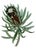 Reproduction Victorian Botanical Protea Flower Print #3 - 24" X 30" Unframed For Sale