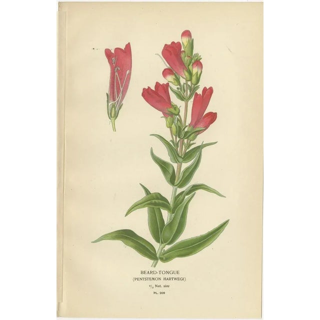 This set of four original 1897 botanical prints features 'beard-tongue' (Pentstemon hartwegi), 'collinsia bicolor',...