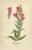 This set of four original 1897 botanical prints features 'beard-tongue' (Pentstemon hartwegi), 'collinsia bicolor',...