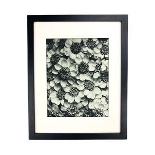 Framed Antique Photogravure Blossfeldt Botanical Print - No. 119 For Sale