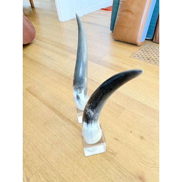 A striking pair of polished steer horns elegantly mounted on clear square Lucite bases. These mid-century modern...