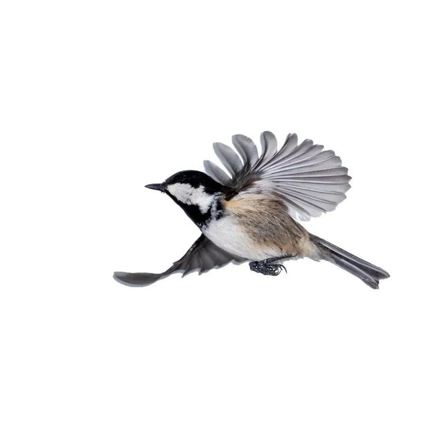 Jose A. Bernat Bacete, Close-Up of Tannenmeise (Periparus Ater) Coal Tit in Flight on a White Background, Photographic...