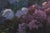 Large Oil on Canvas Still Life Fruit & Flowers For Sale - Image 10 of 14