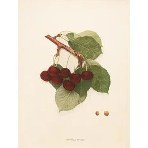 1900s U. P. Hedrick, Original Antique Photogravure of Nouvelle Royale Cherries
