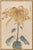 Golden Spider Chrysanthemum by Hasegawa, Vintage Japanese Botanical Art Print, 36" X 54" For Sale In Buffalo - Image 6 of 11