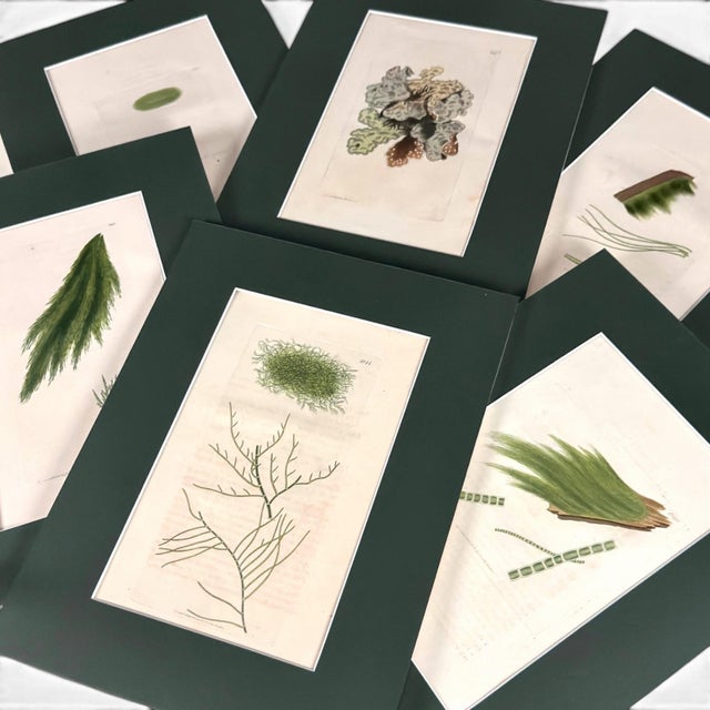 Dark Green Set of 6 Antique Hand-Colored Sowerby Seaweed & Marine Algae Botanical Prints For Sale - Image 8 of 8