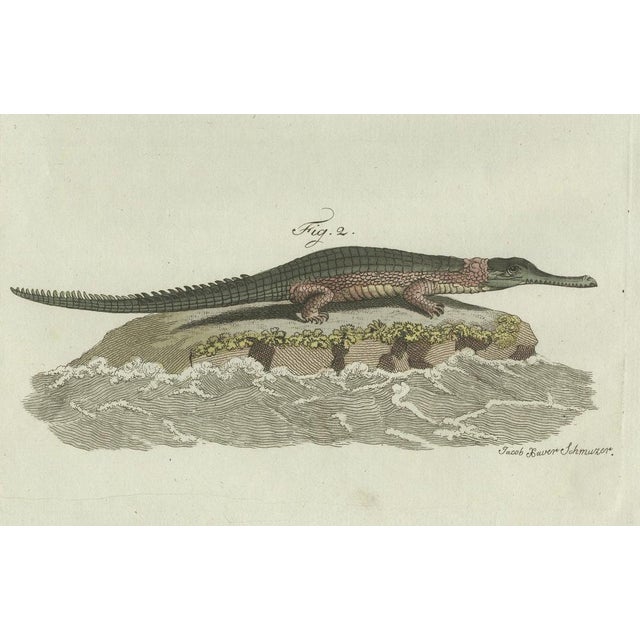 Early 19th Century Bertuch, American Crocodile and Gharial, 1802, Engraving For Sale - Image 5 of 10
