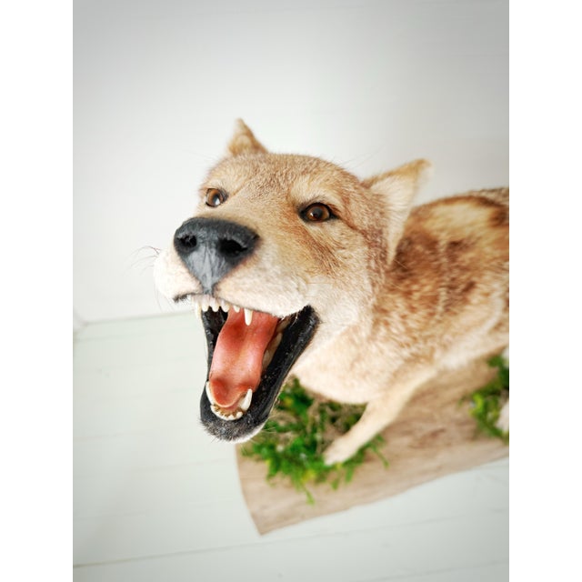 Cabin Vintage Full-Body Howling Coyote Taxidermy on Handcrafted Woodland Display Base For Sale - Image 3 of 12