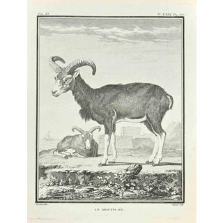Jean Charles Baquoy, Le Moufflon, Etching, 1771 For Sale